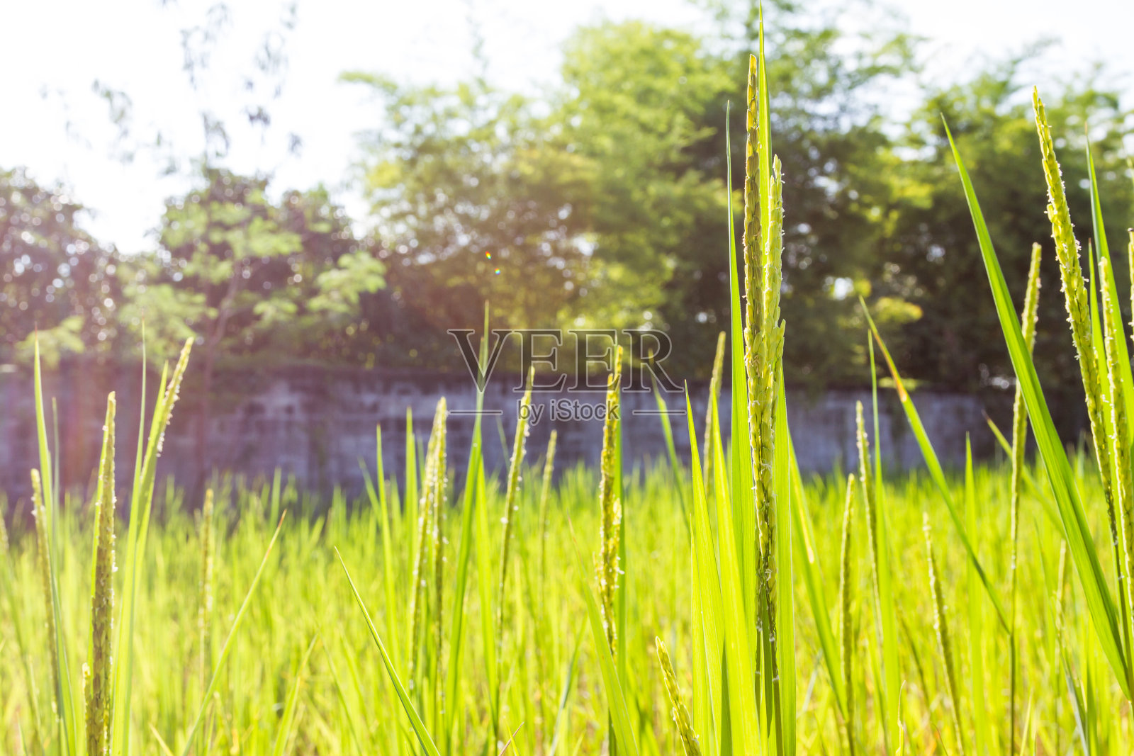 稻田和阳光照片摄影图片