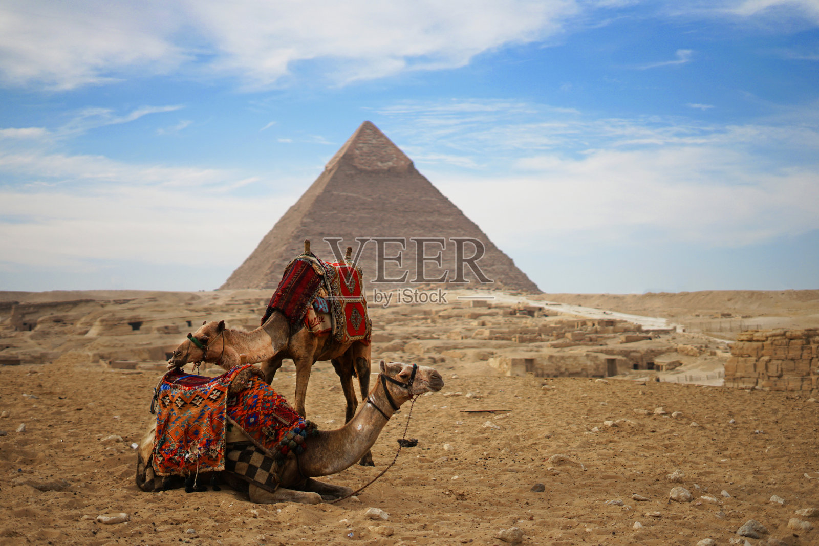 两头骆驼在吉萨金字塔休息照片摄影图片