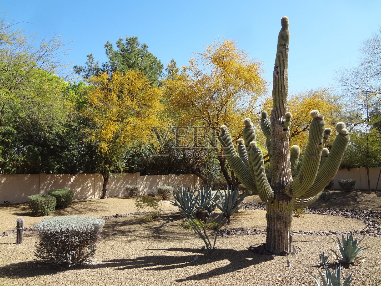 亚利桑那州沙漠植物景观照片摄影图片