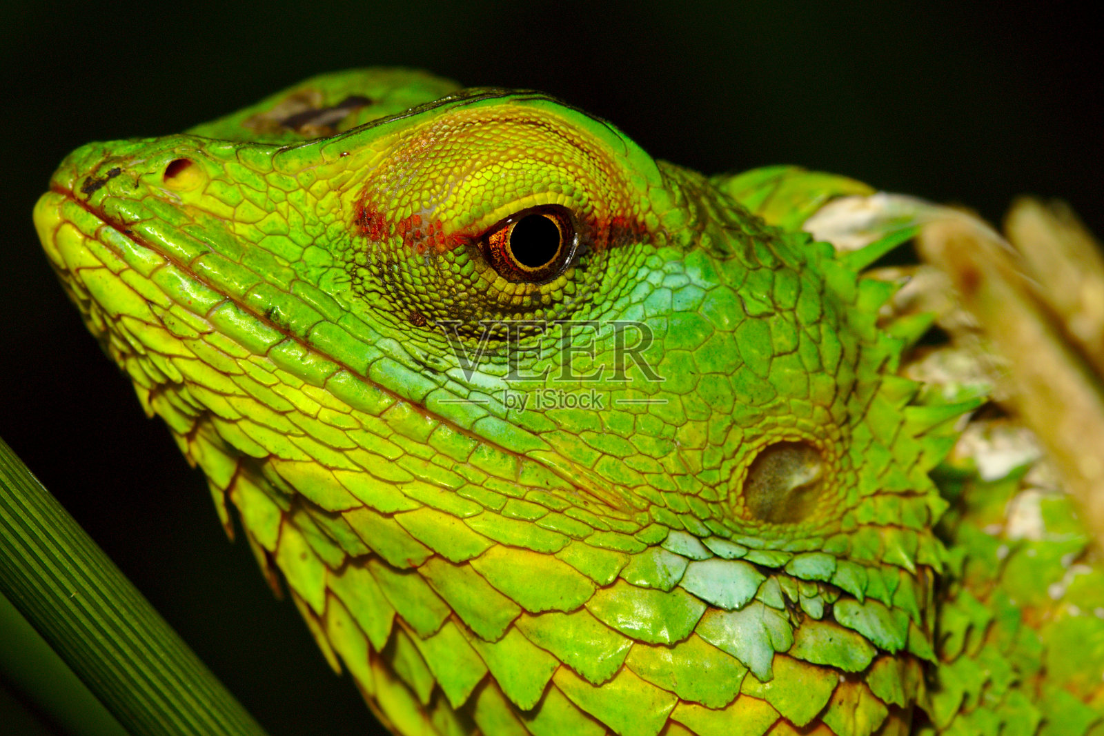 野生的绿色森林蜥蜴照片摄影图片