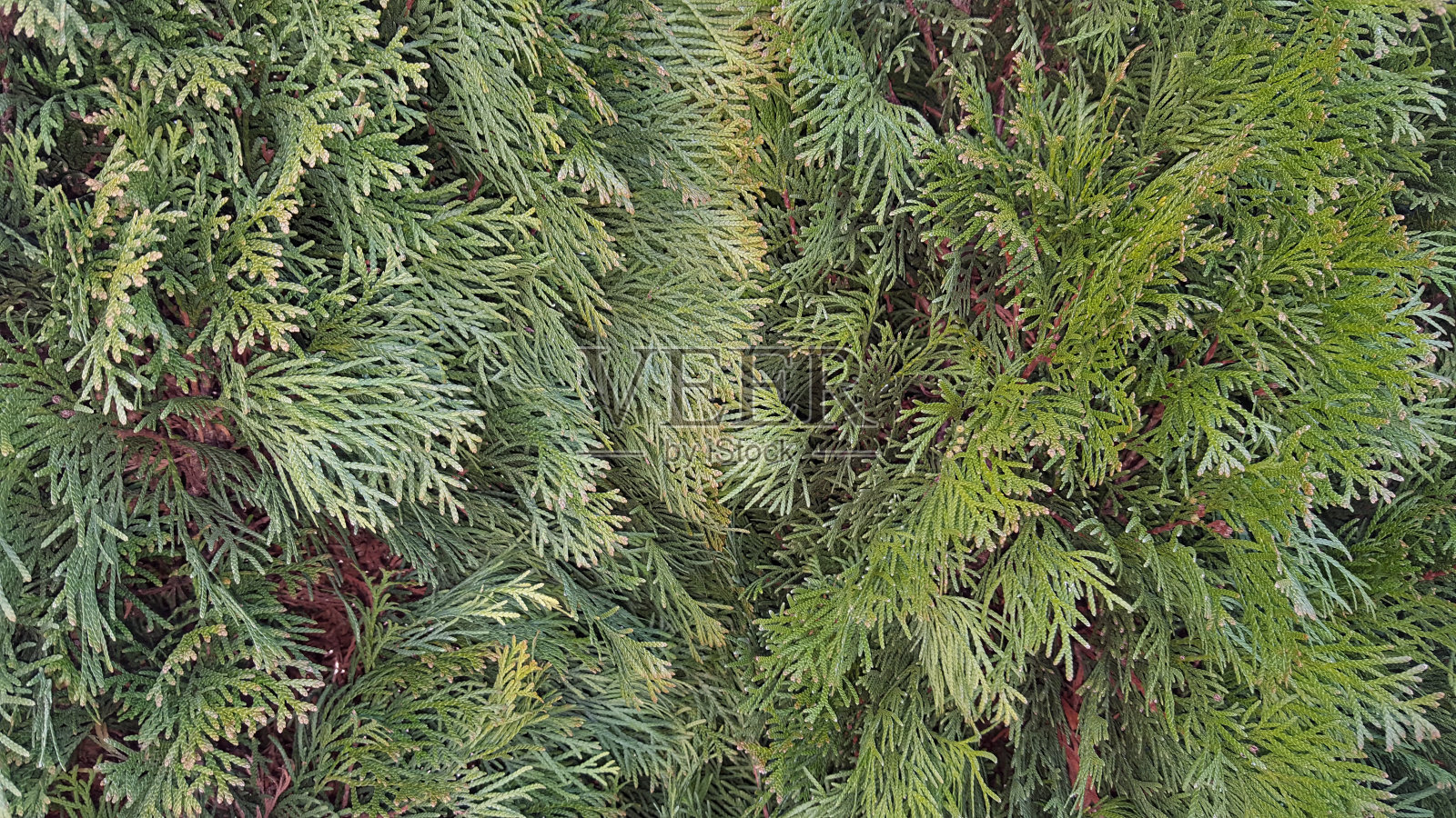 详细的圣诞特写树枝绿色的背景照片摄影图片