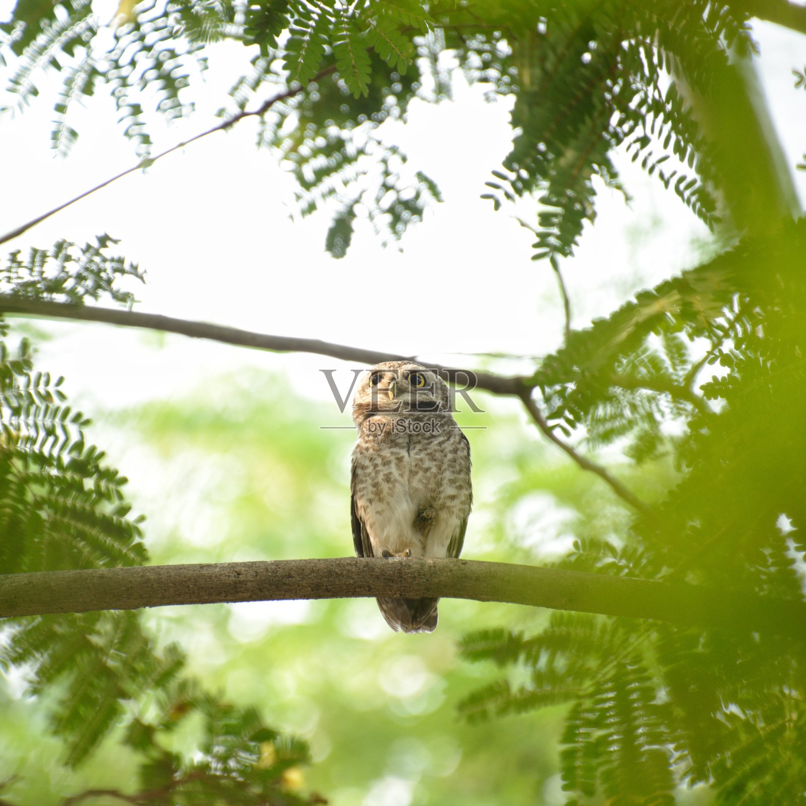 自然界中的斑点小猫头鹰照片摄影图片