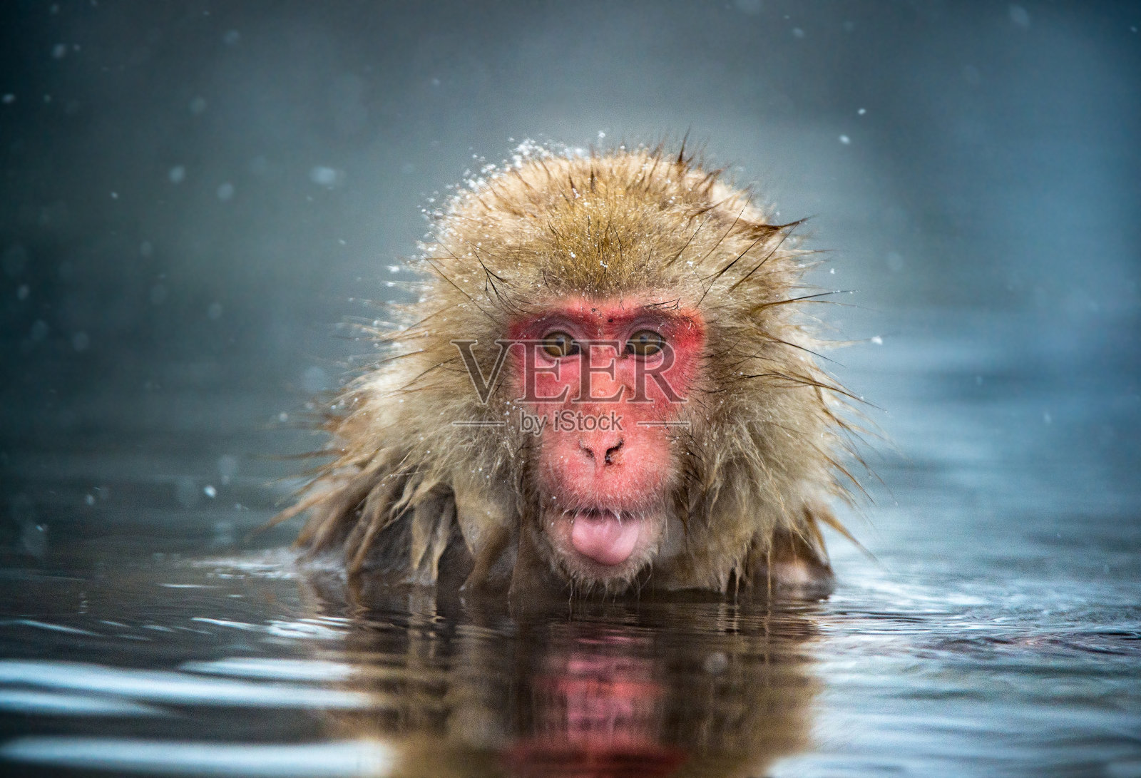温泉中的日本猕猴。照片摄影图片