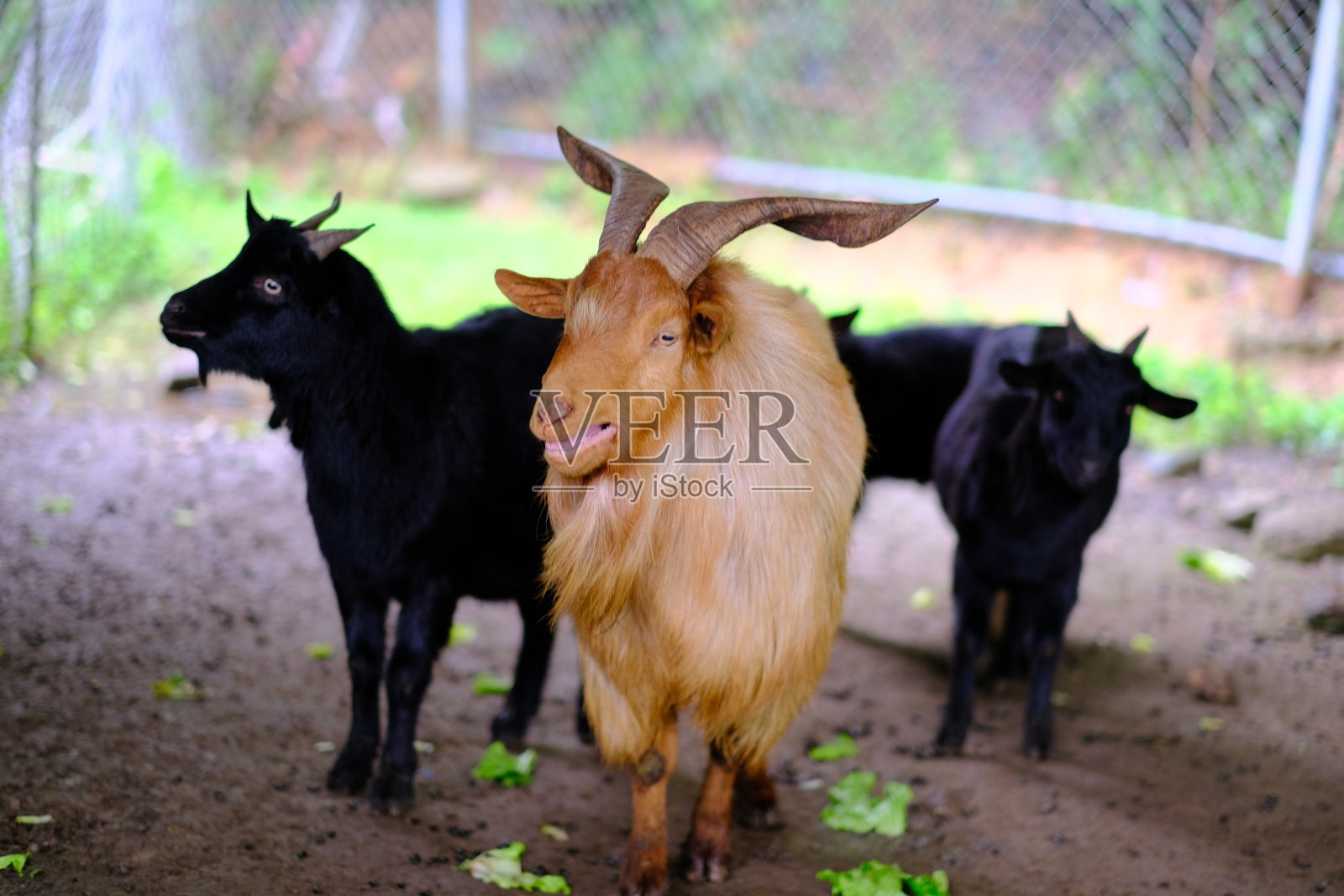 农场里可爱的动物，山羊，鹿，绵羊照片摄影图片