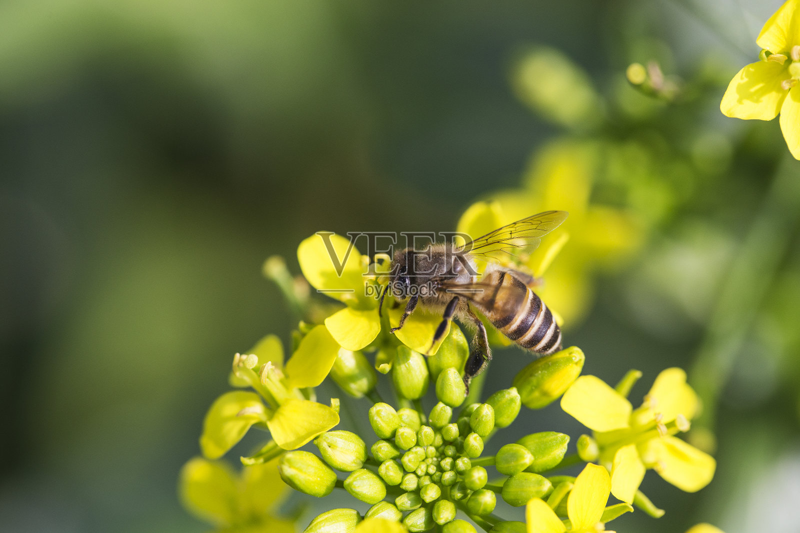 蜜蜂在油菜花上采集花粉照片摄影图片