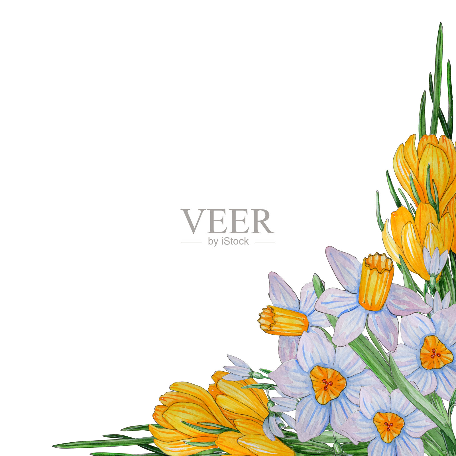 手绘水彩模板的春天的花朵。插画图片素材