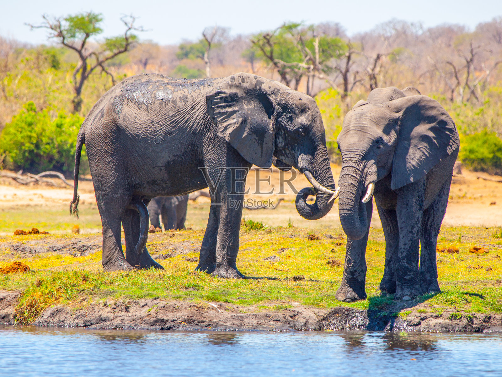 两只非洲象在水边。丘比河滨国家公园，博茨瓦纳，非洲照片摄影图片