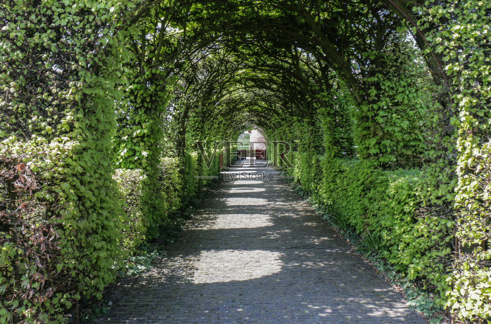 树木丛生的花园拱门小径照片摄影图片