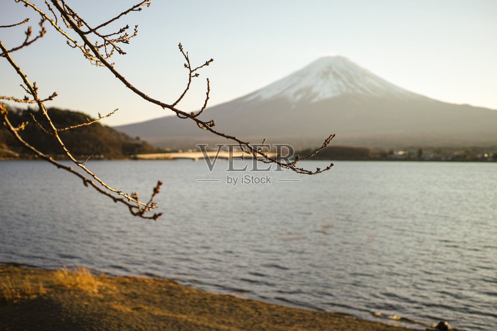 一幅以富士山为背景的冬日树枝画，显得很有艺术感照片摄影图片