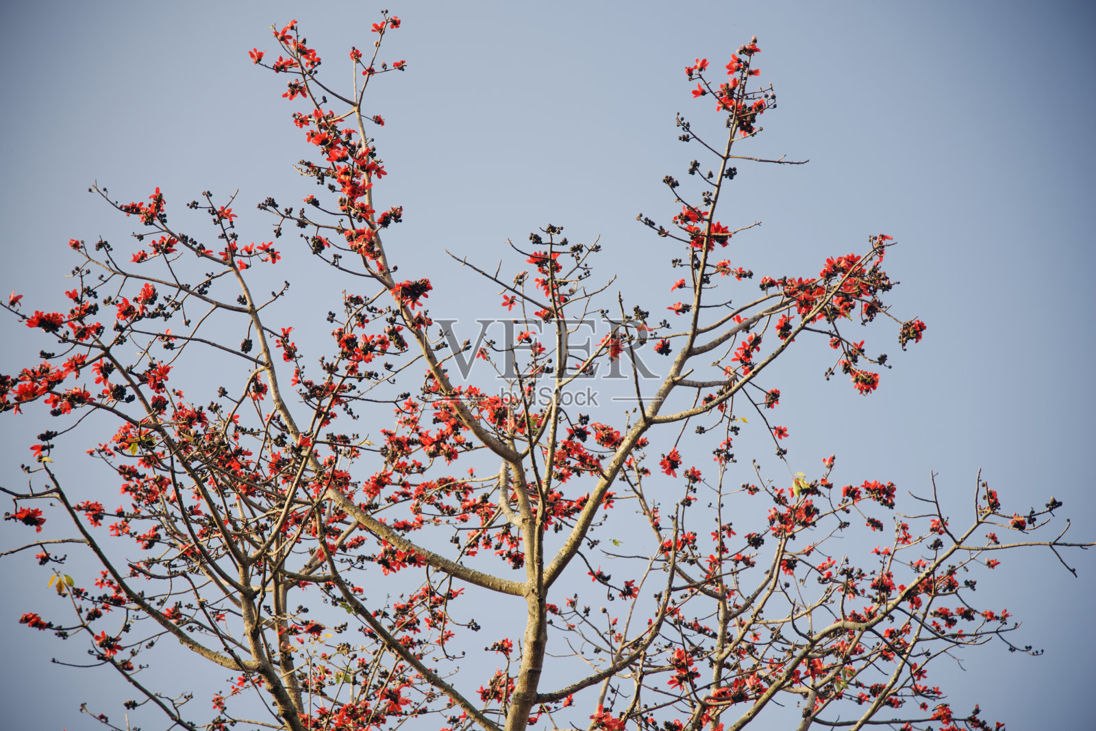 红花树与蓝天背景的照片照片摄影图片