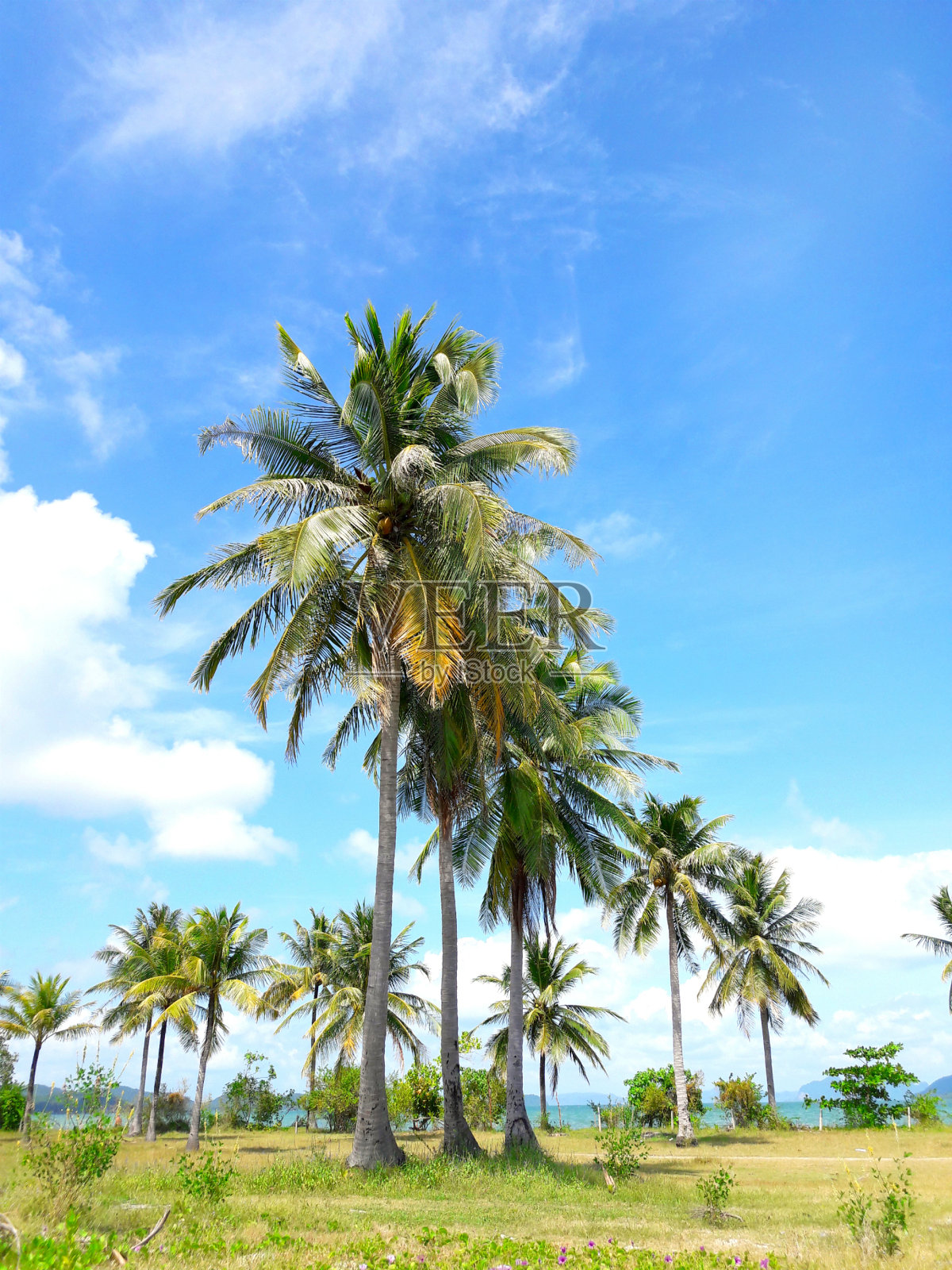 热带国家的棕榈树。泰国照片摄影图片