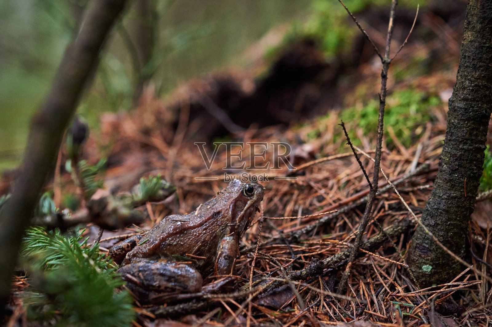 棕色的青蛙在森林里。照片摄影图片