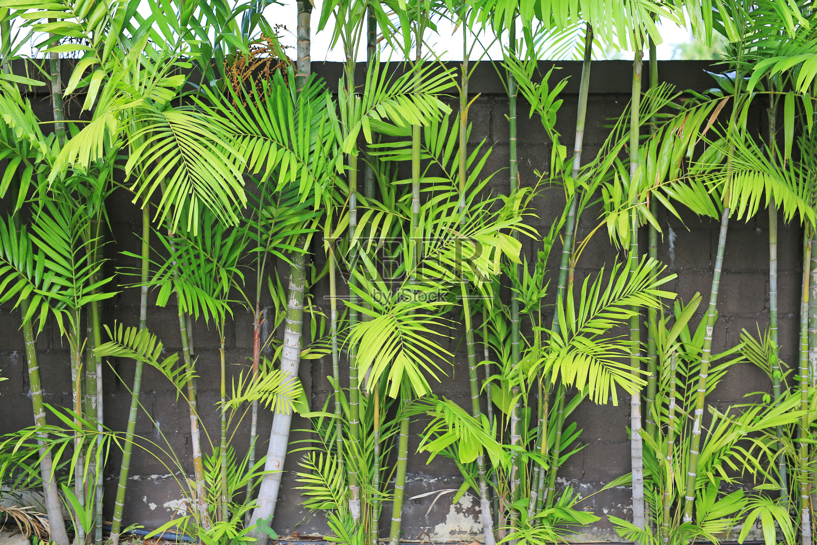 热带棕榈叶装饰花园。照片摄影图片