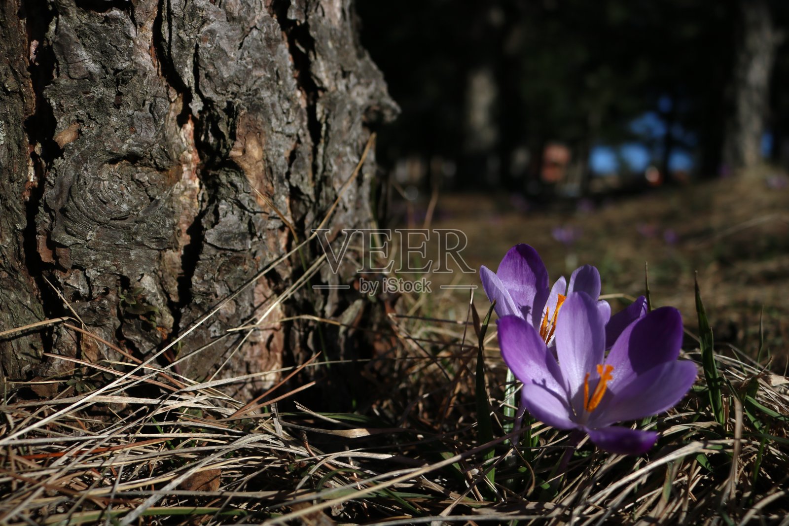 紫色藏红花在春天照片摄影图片