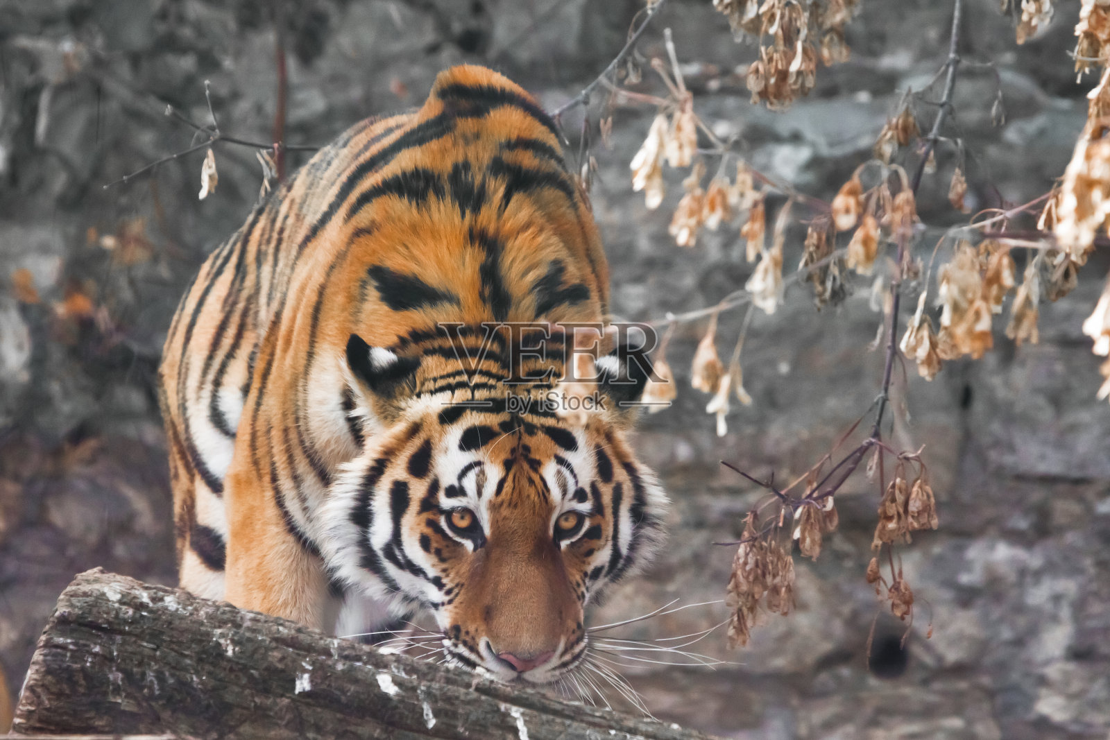 在秋天的背景下，老虎在倒下的树上照片摄影图片