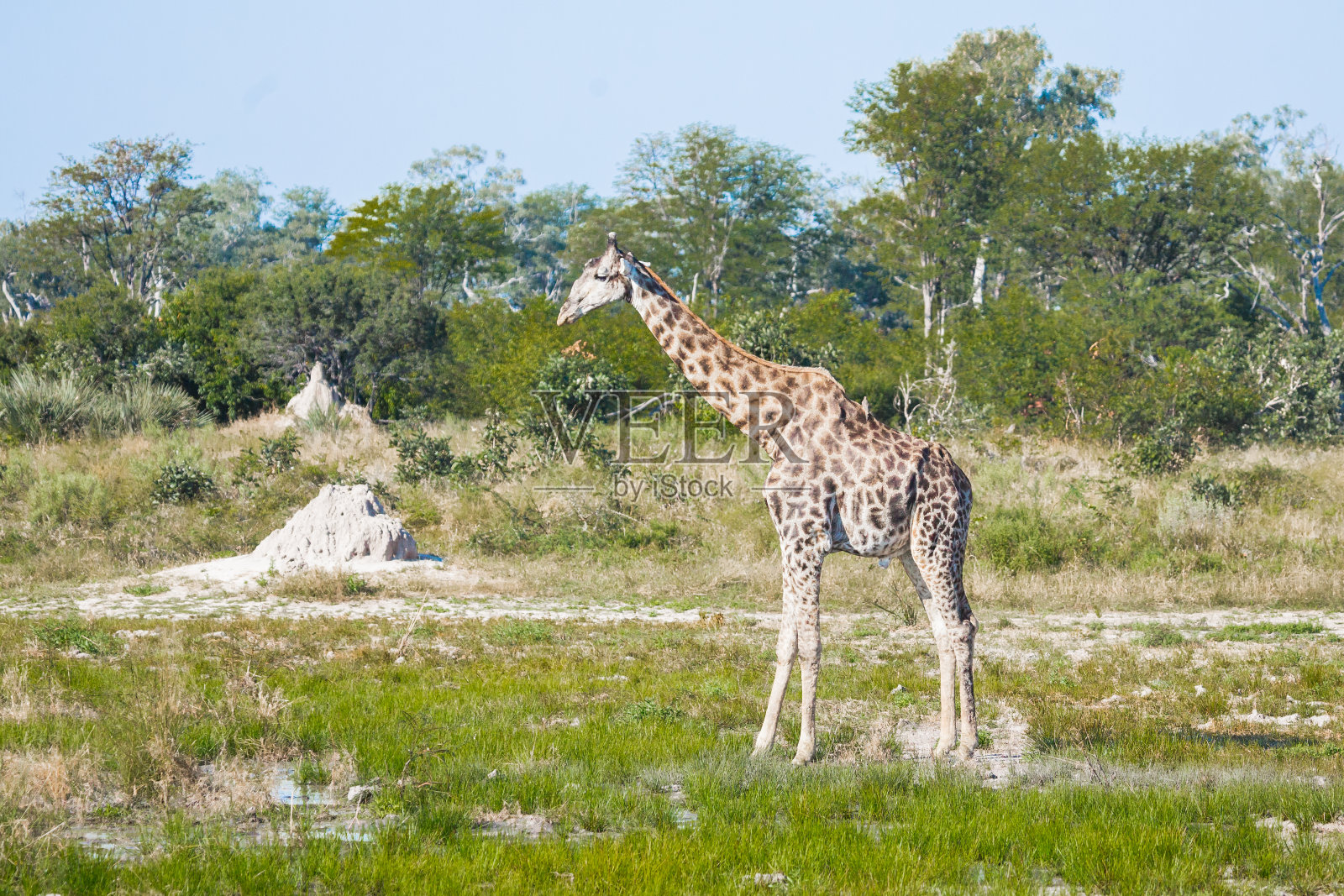 非洲的长颈鹿照片摄影图片
