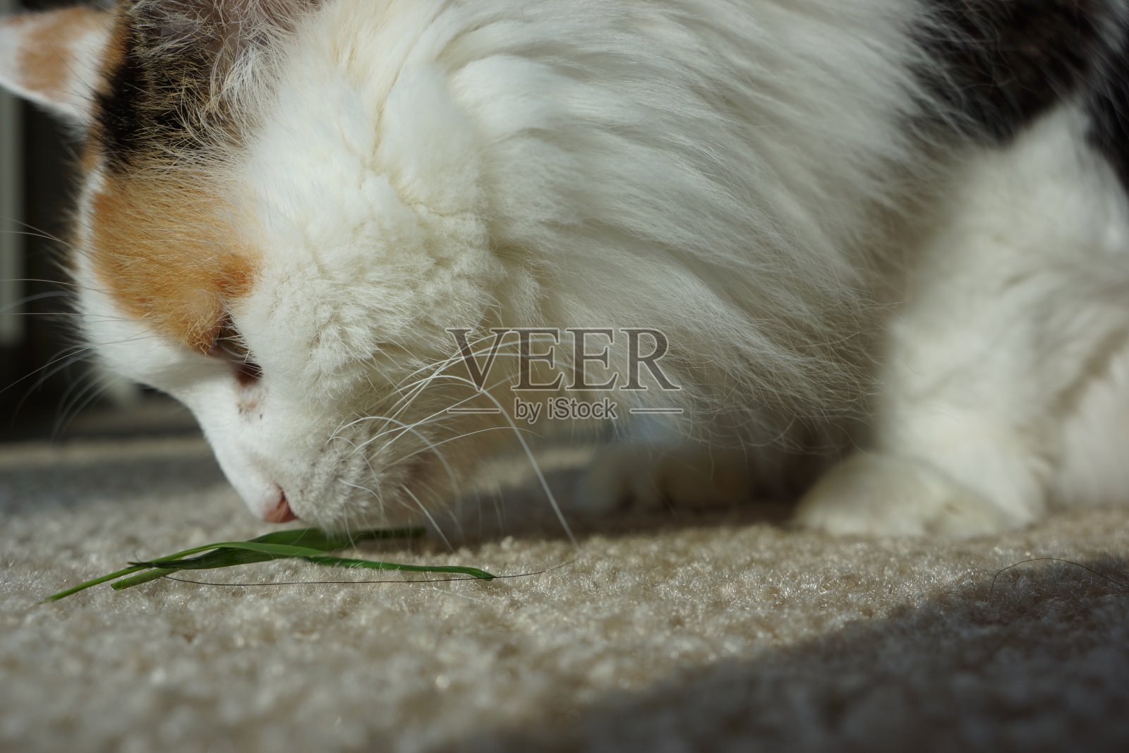 猫嗅草照片摄影图片