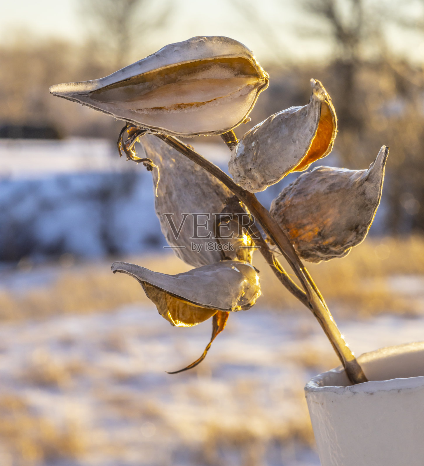暴风雪过后，马利筋豆荚上满是冰霜。照片摄影图片