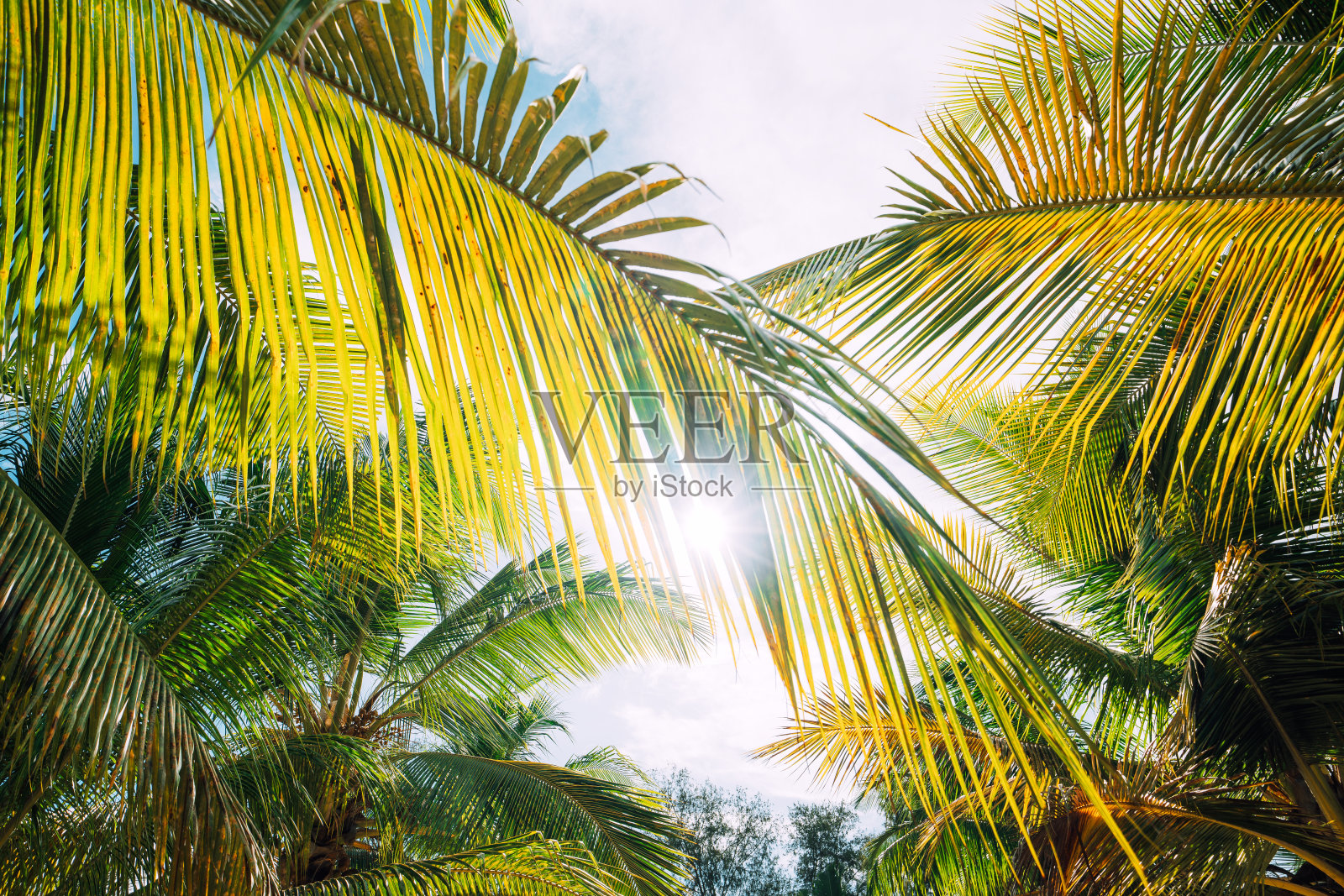 太阳下的热带棕榈叶照片摄影图片