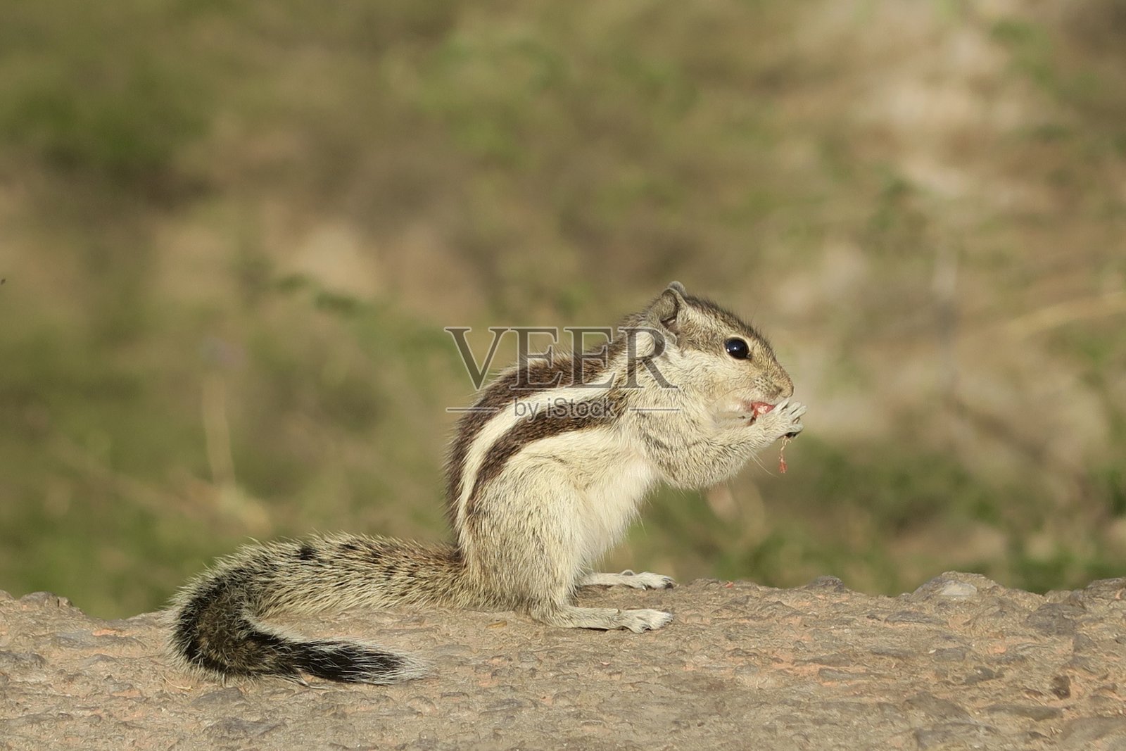 印度棕榈鼠的形象，讨厌的啮齿动物，站在石头墙壁上用后腿吃坚果照片摄影图片