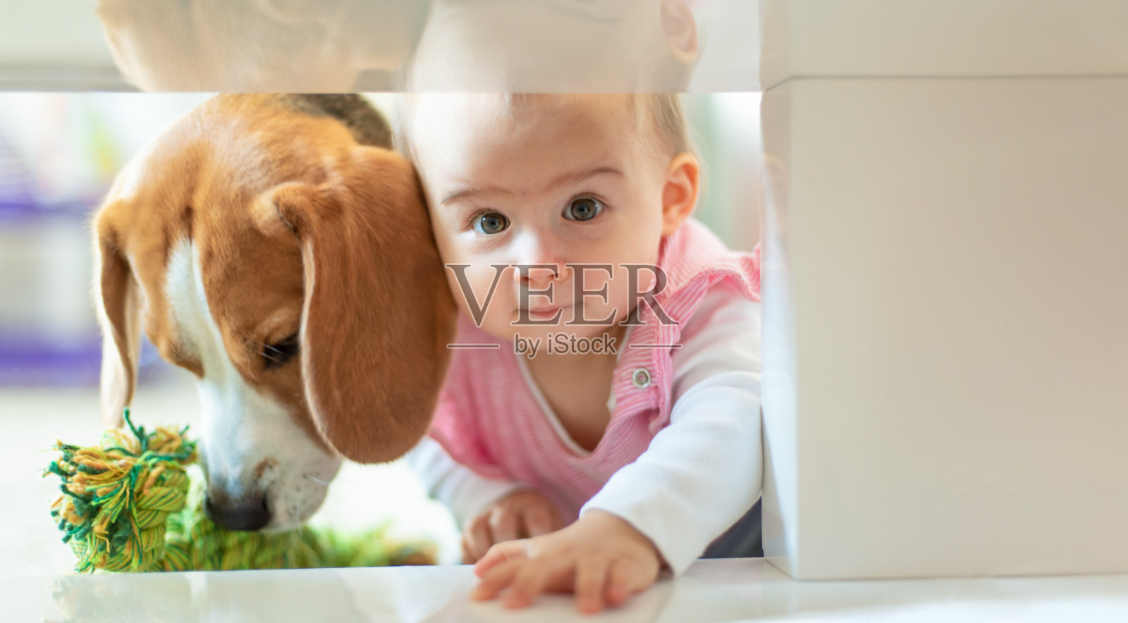 小女孩和她的狗爬进了咖啡桌下面狭小的空间照片摄影图片