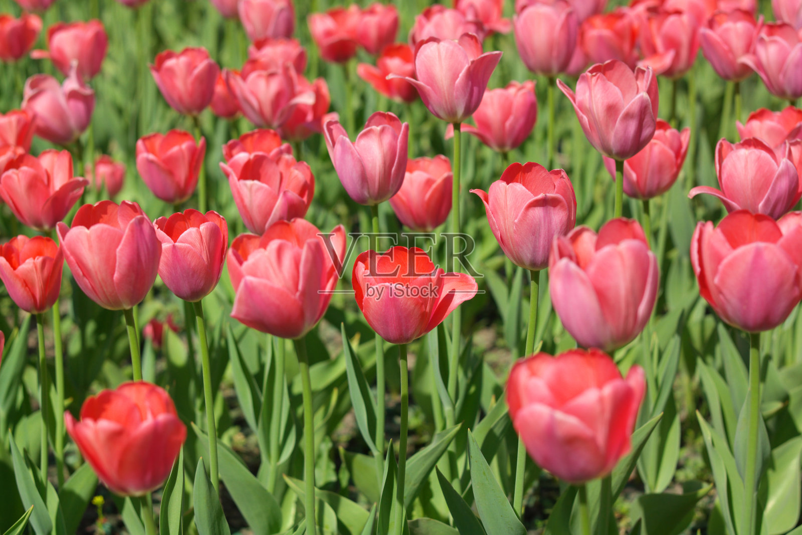 春天的红色郁金香照片摄影图片