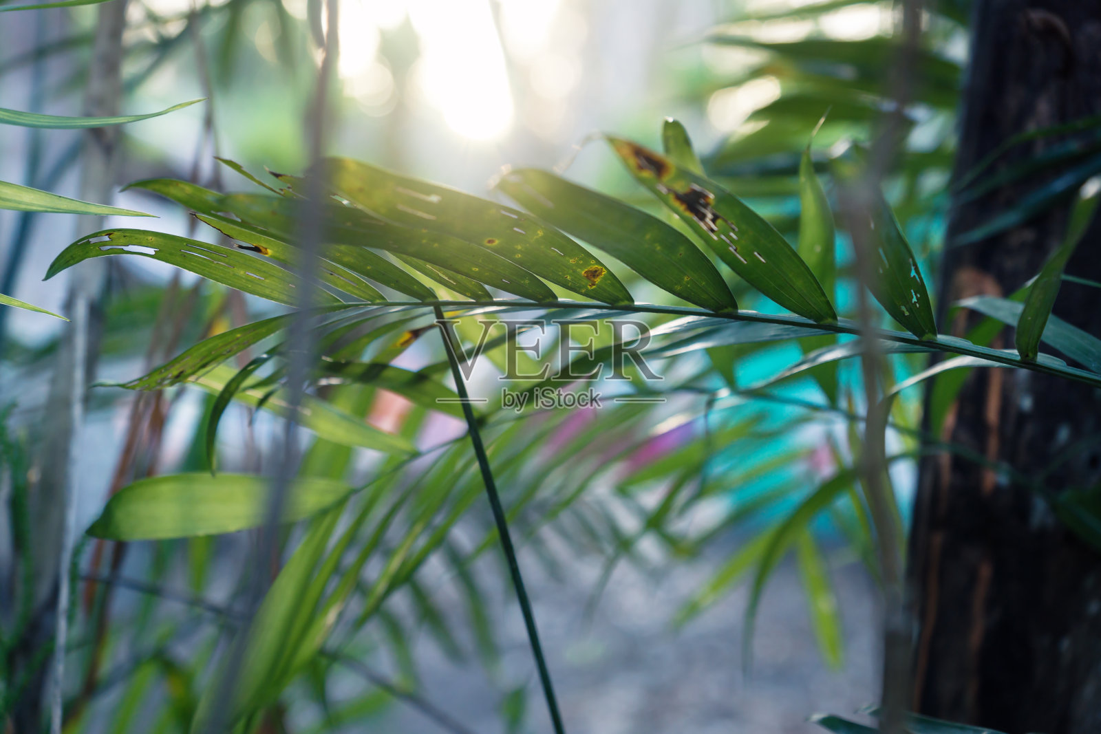 在夕阳的背景下，危地马拉丛林中的棕榈叶照片摄影图片