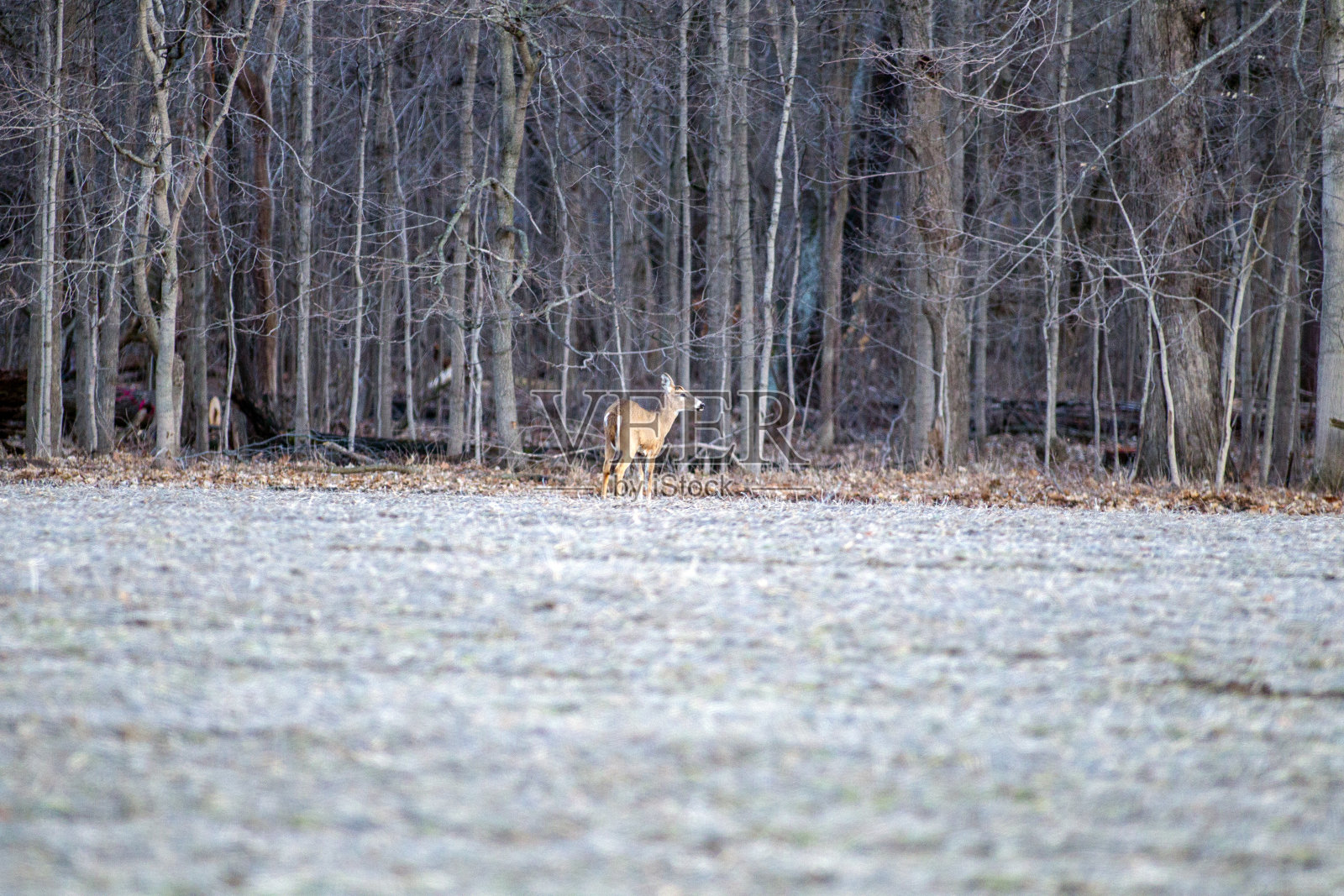 森林边缘的白尾鹿4645照片摄影图片
