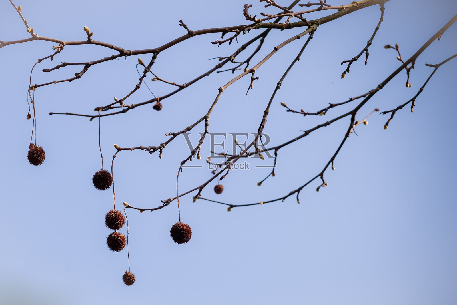 美洲行星树的果实照片摄影图片