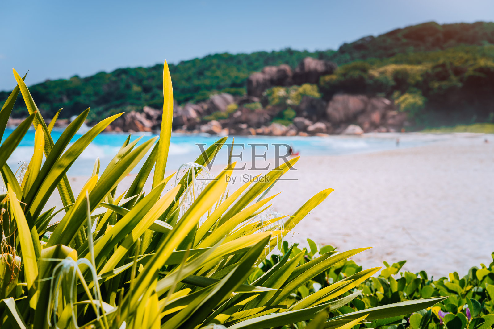 塞舌尔拉迪戈的大安斯海滩上有热带植被和模糊的花岗岩岩层。自然温暖的光照片摄影图片