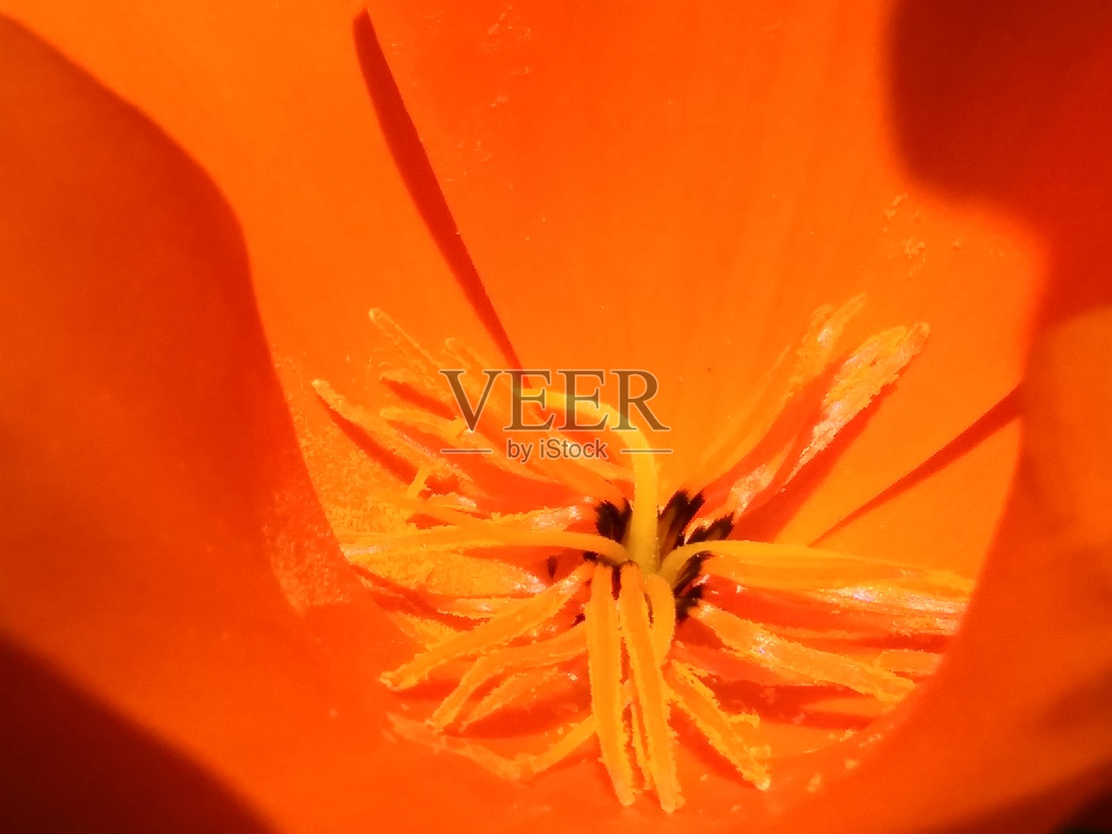 美丽的春天花园与加利福尼亚橙金色的罂粟草地照片摄影图片