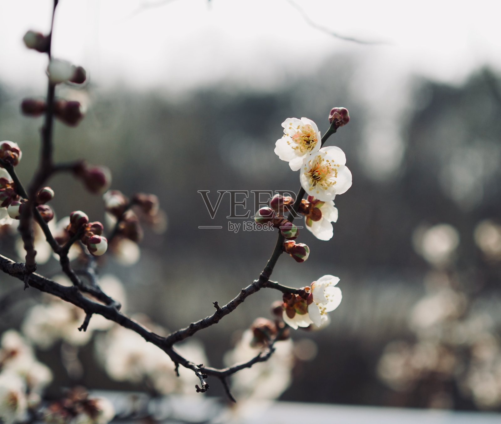 韩国的梅花风景照片摄影图片