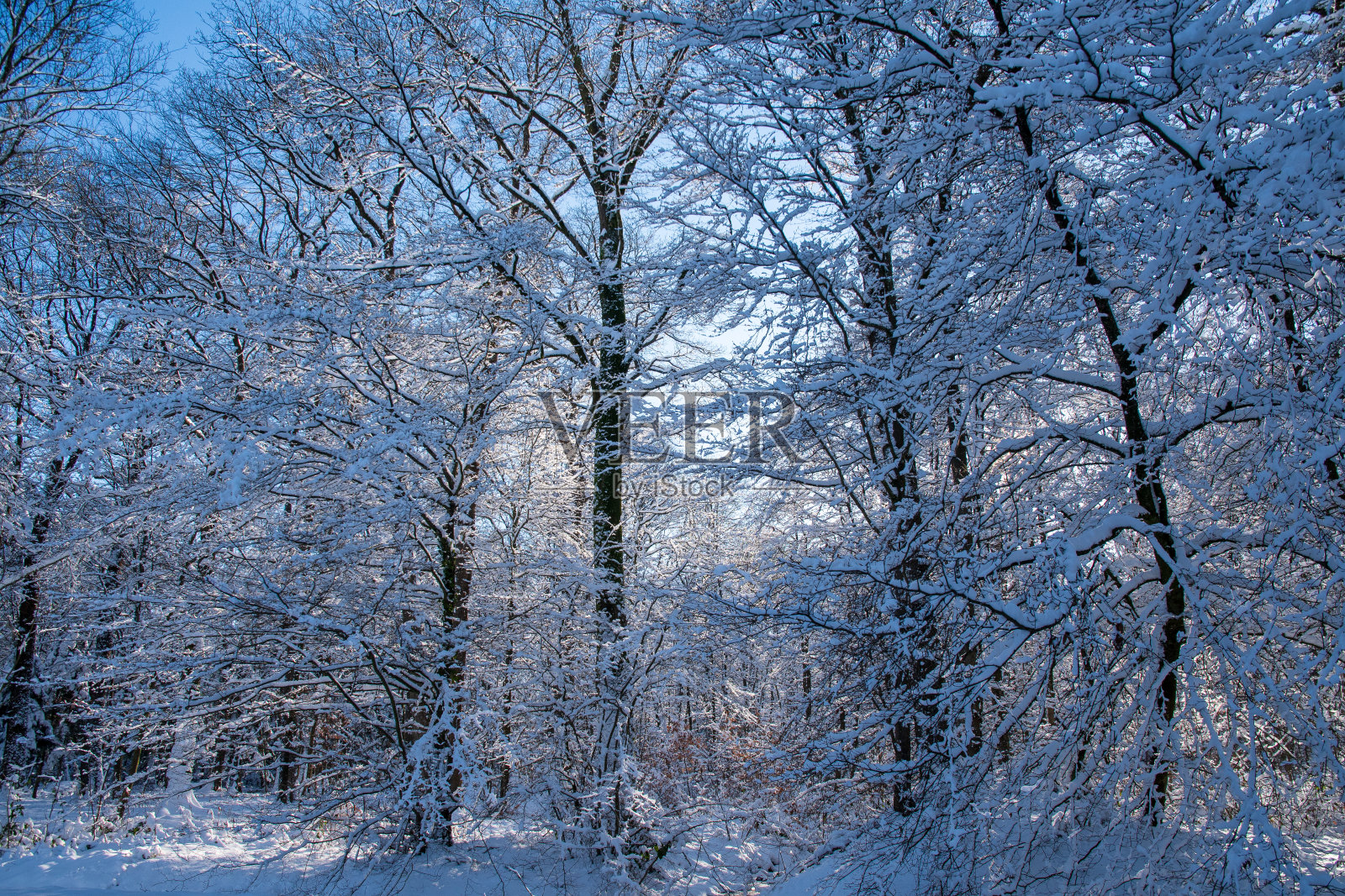 雪下的树照片摄影图片