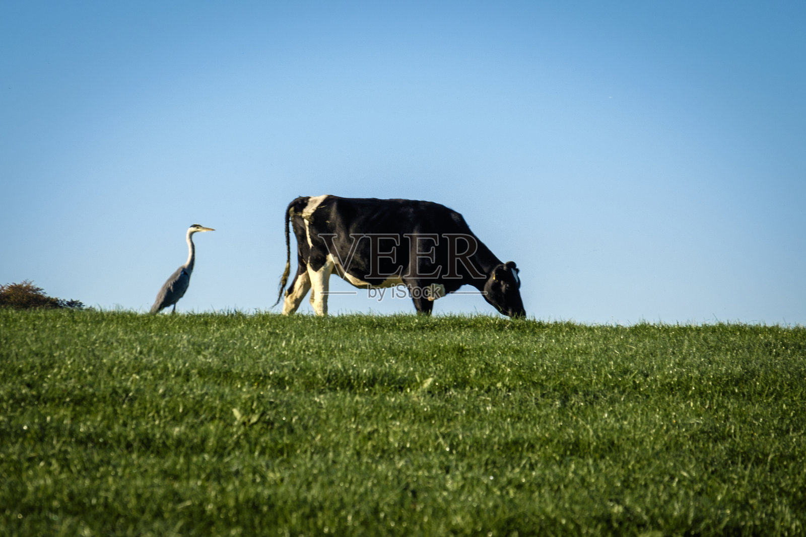 苍鹭和奶牛在草地上照片摄影图片