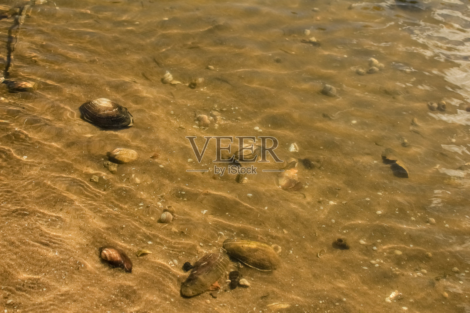 河边沙滩上的牡蛎照片摄影图片