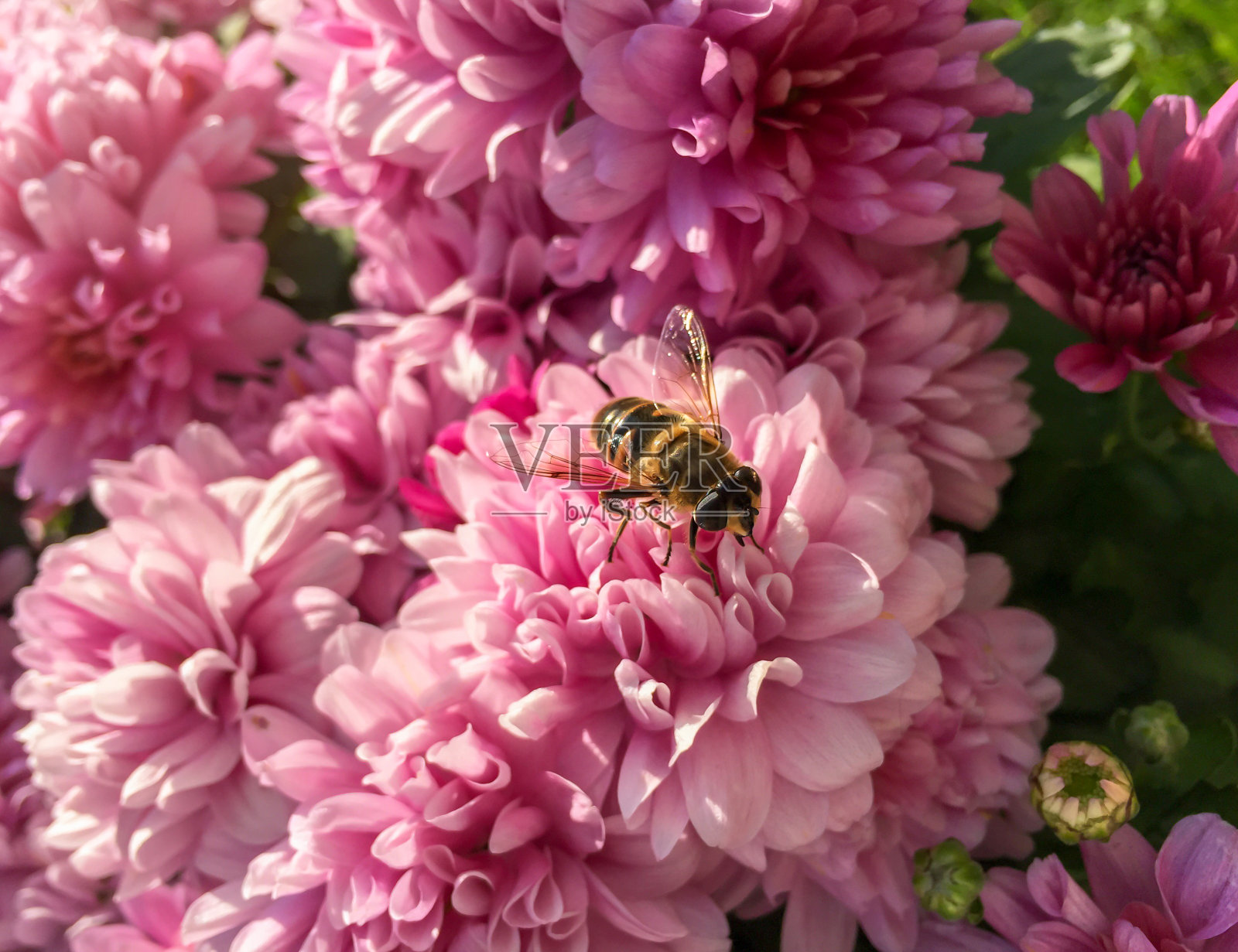 英国常见的黄蜂，栖息在花园里的一朵粉红色的盛开的花上照片摄影图片