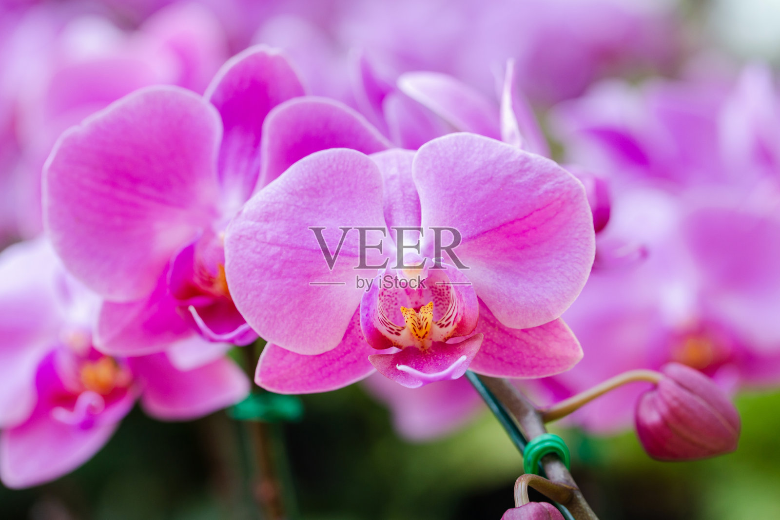 兰花花在兰园的冬季或春日为美和农业概念设计。蝴蝶兰属兰花。照片摄影图片