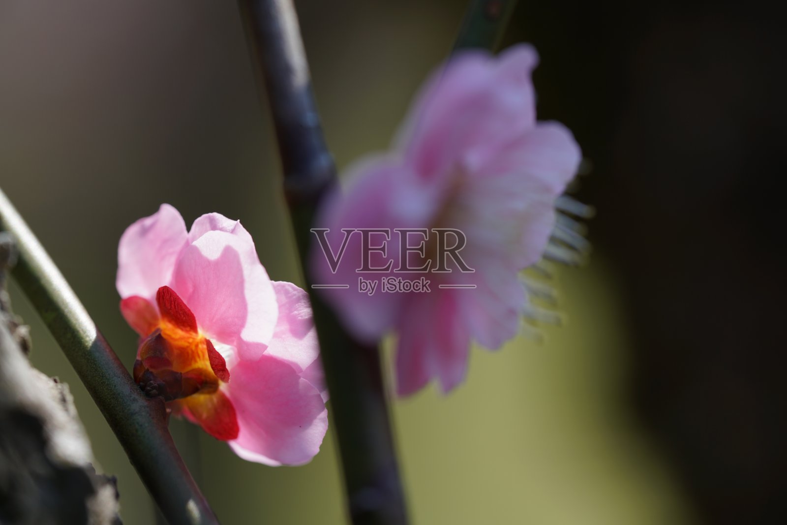 梅子色的“Gyokuken”淡粉色照片摄影图片
