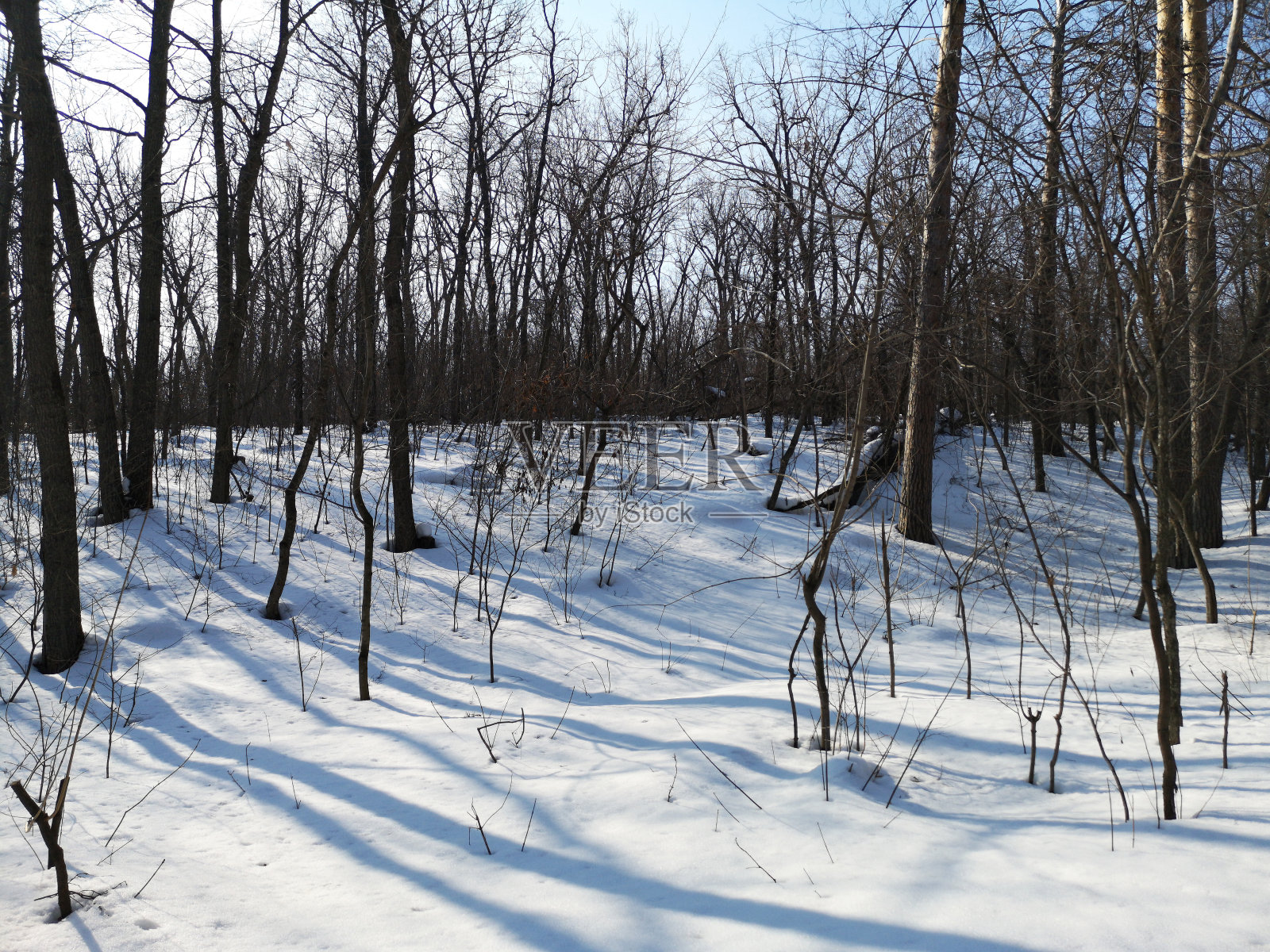 冬季俄罗斯森林景观以树木为主，早春冰雪融化照片摄影图片