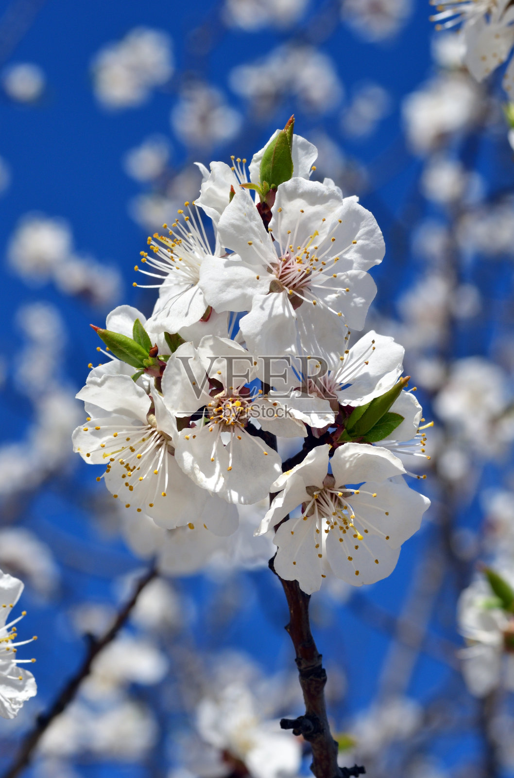 春天的自然背景。樱花在蓝天的映衬下绽放。照片摄影图片