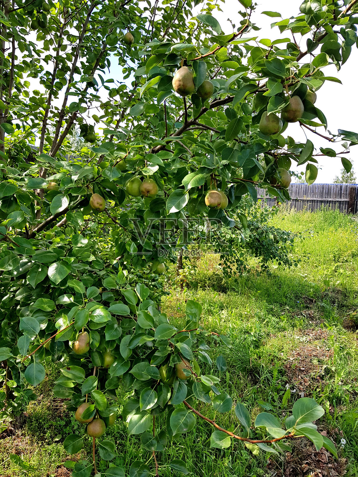 花园里的梨。照片摄影图片