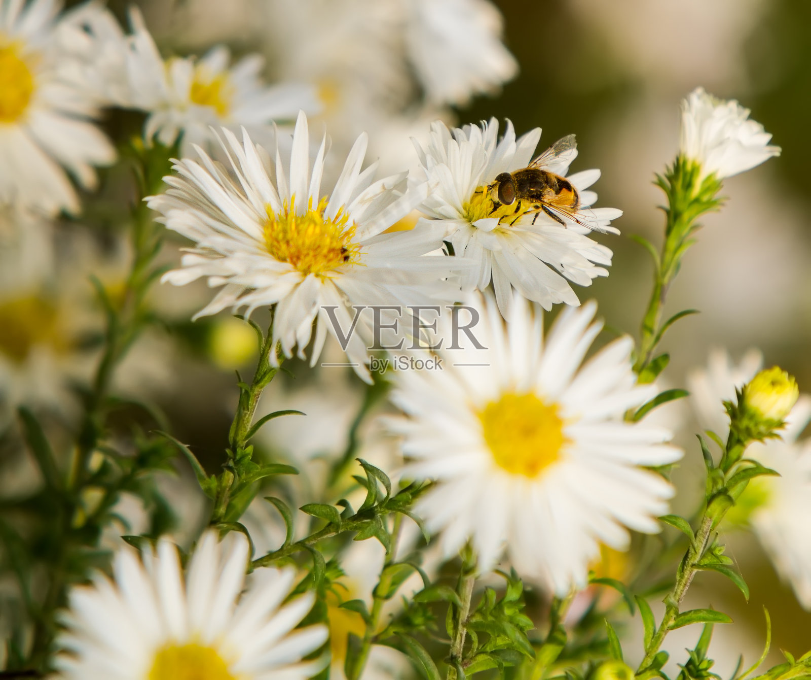 花上的蜜蜂照片摄影图片