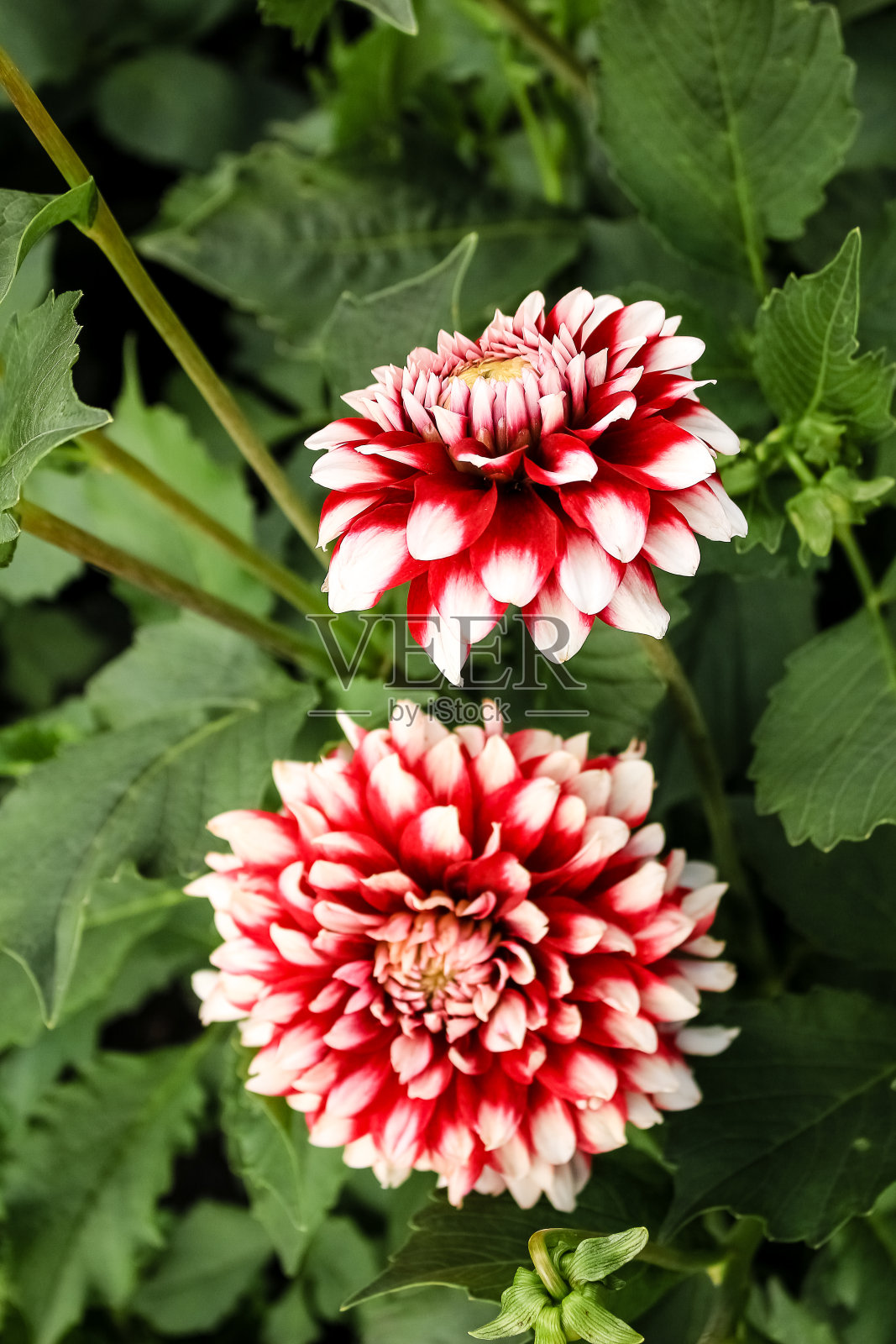五颜六色，红色与白色的大丽花生长在花园里照片摄影图片