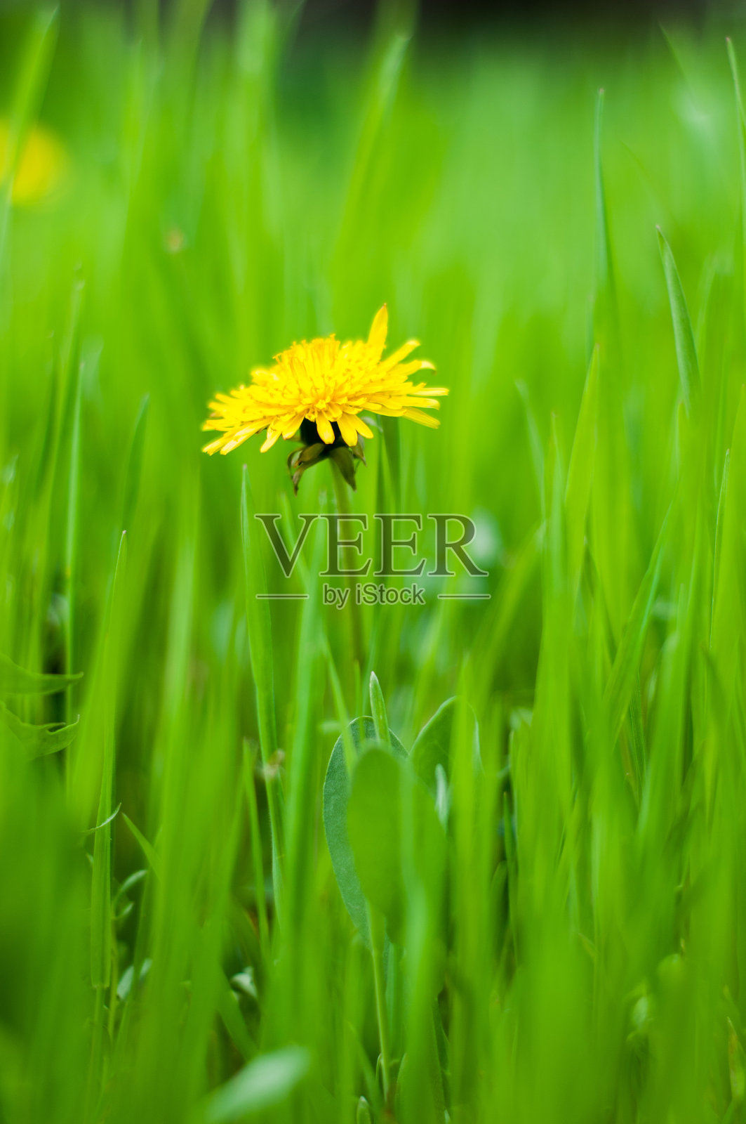 黄色的蒲公英花在亮绿色的草特写照片摄影图片