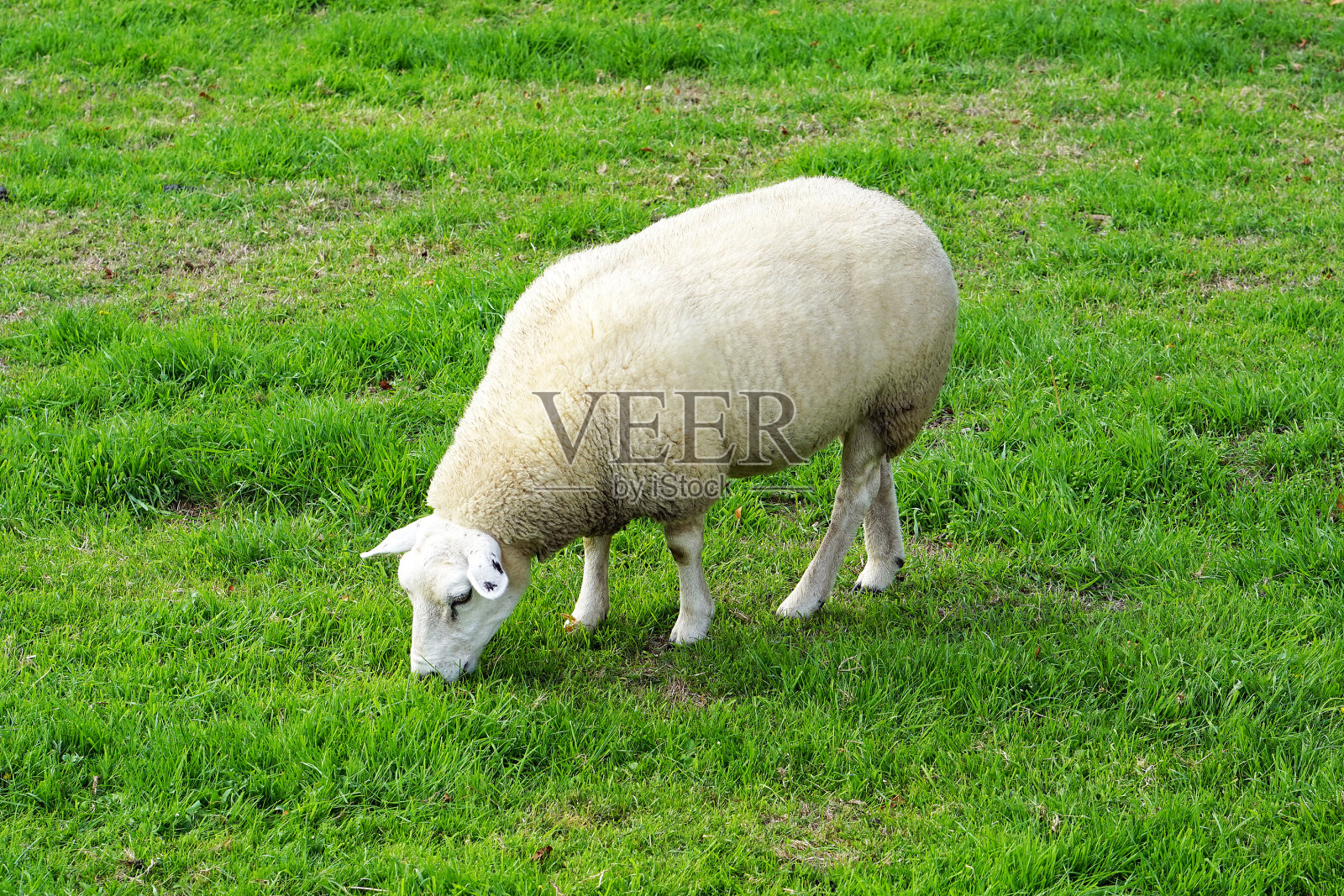 羊群在绿色的田野上照片摄影图片