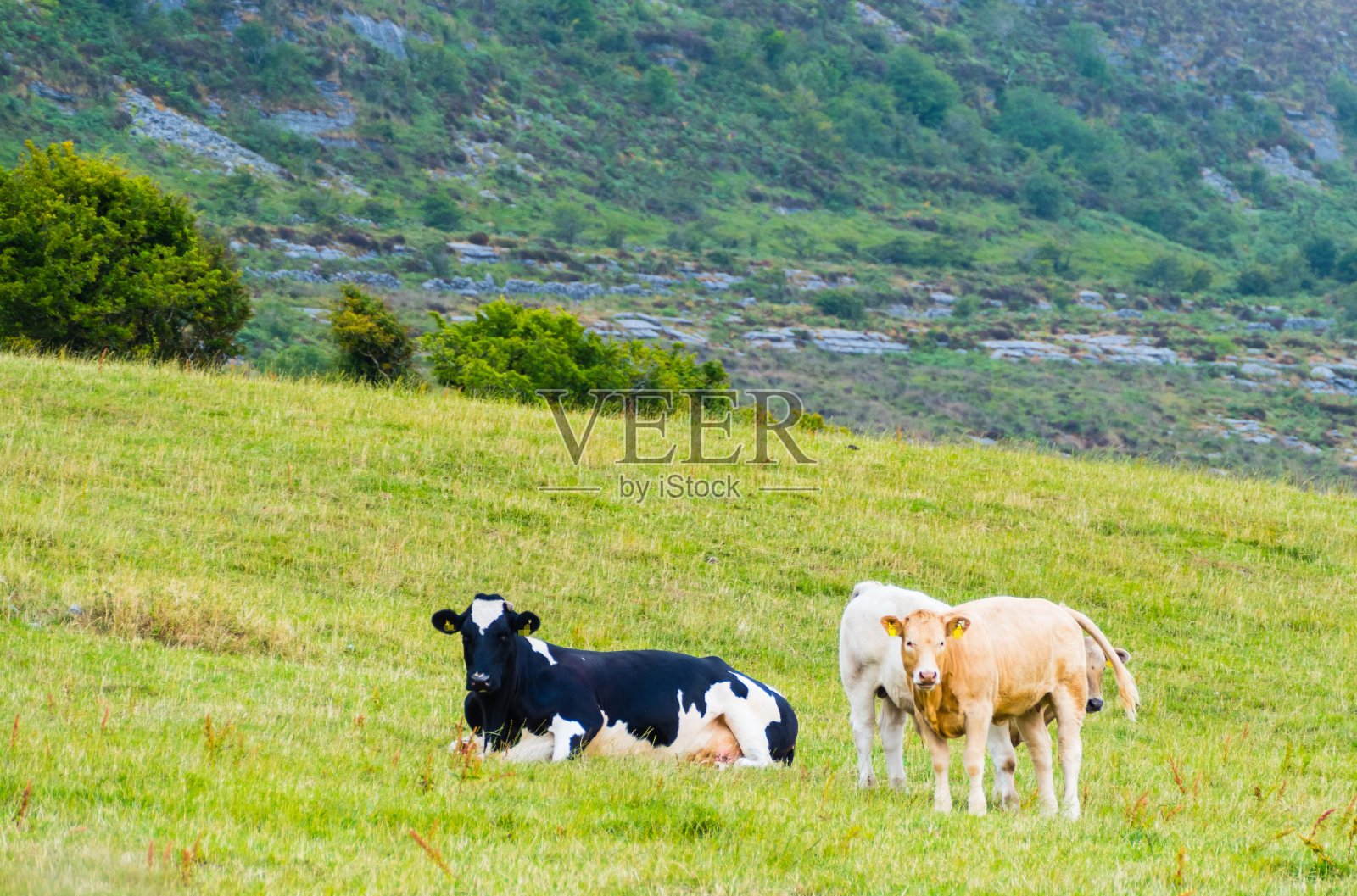 布伦草原上的爱尔兰奶牛照片摄影图片