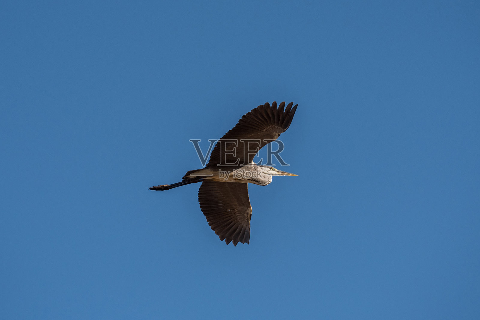 鹭(Ardea cinerea)。这只鸟飞着寻找猎物照片摄影图片