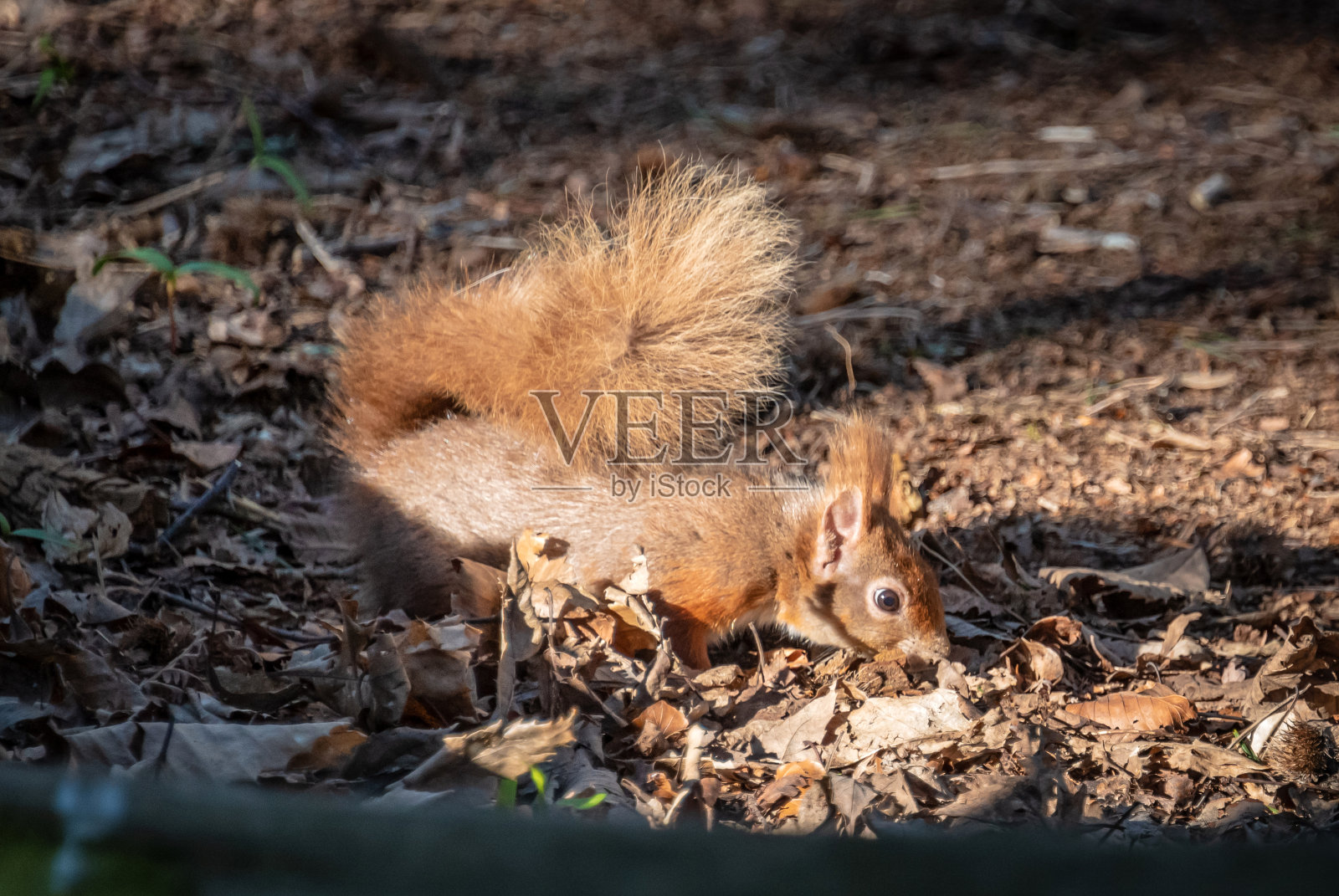 多塞特布朗西岛的红松鼠照片摄影图片