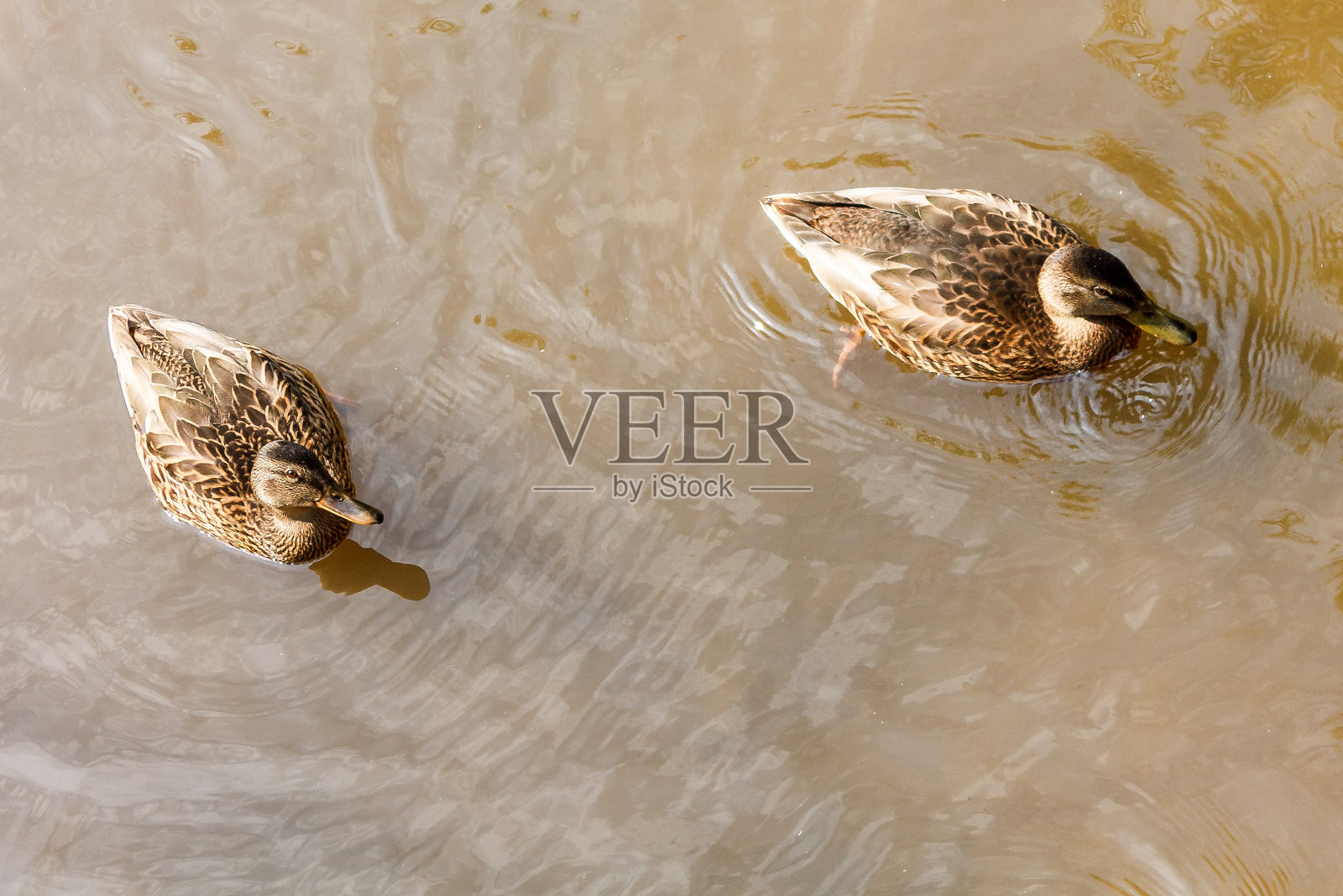 一群棕色的鸭子在河里游泳。照片摄影图片