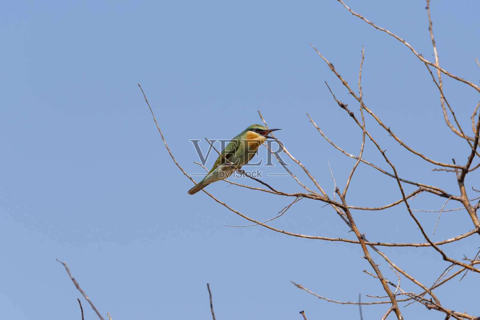蓝颊食蜂鸟(Merops pericus)。一只鸟坐在树枝上，背景是蓝色的天空。照片摄影图片